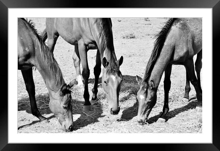 A close up of a three horse standing on the field Framed Mounted Print by M. J. Photography