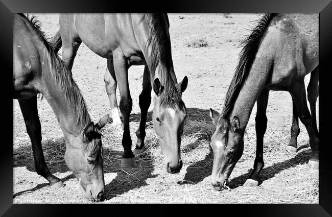 A close up of a three horse standing on the field Framed Print by M. J. Photography