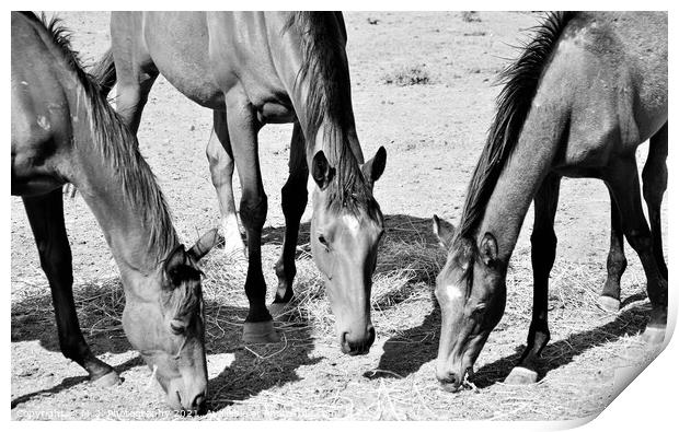 A close up of a three horse standing on the field Print by M. J. Photography