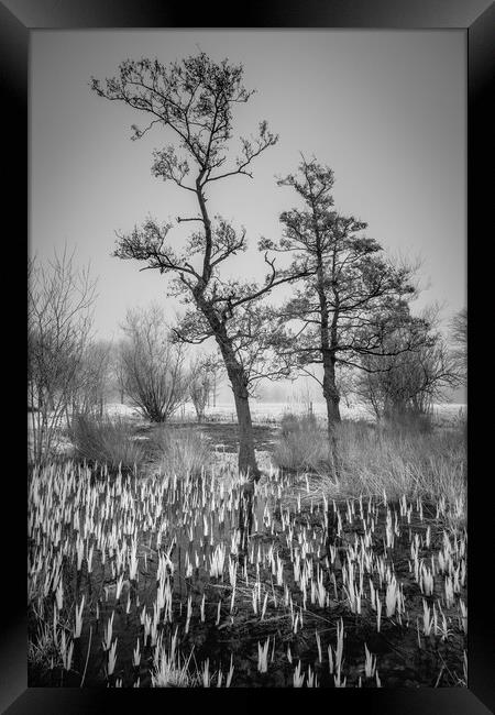 Iris and Alder. Framed Print by Bill Allsopp