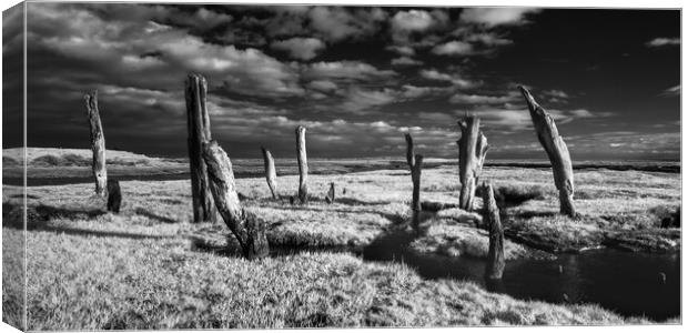 Stumps on the marshes. Canvas Print by Bill Allsopp
