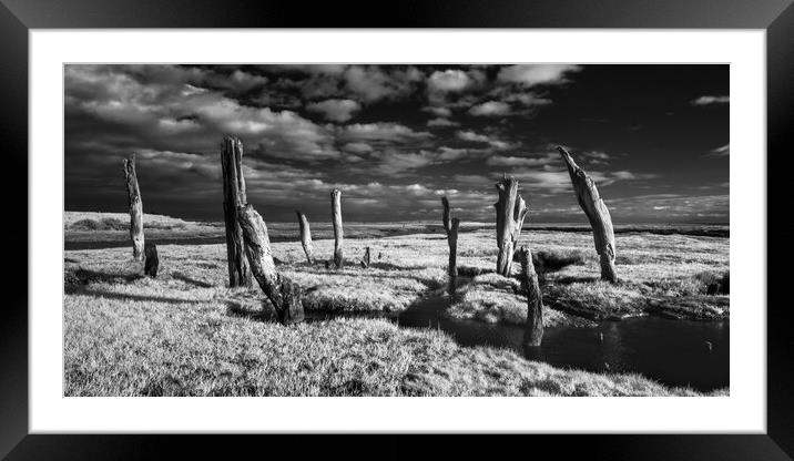 Stumps on the marshes. Framed Mounted Print by Bill Allsopp