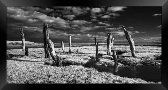Stumps on the marshes. Framed Print by Bill Allsopp
