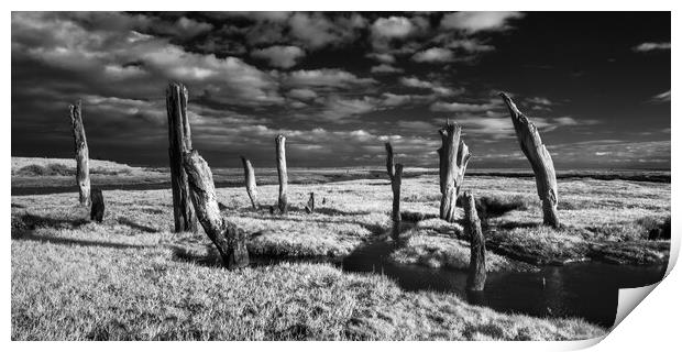 Stumps on the marshes. Print by Bill Allsopp