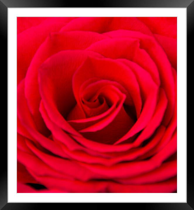 Beautiful Red Rose Framed Mounted Print by Paula Tracy