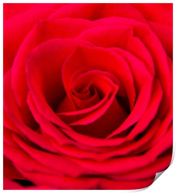 Beautiful Red Rose Print by Paula Tracy