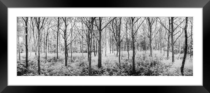 The Wood and the Trees. Framed Mounted Print by Bill Allsopp