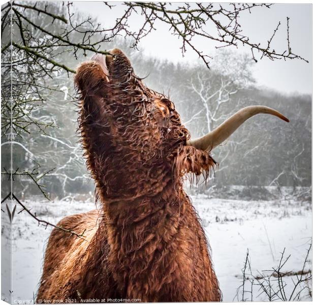 Highland cow Canvas Print by kevin cook
