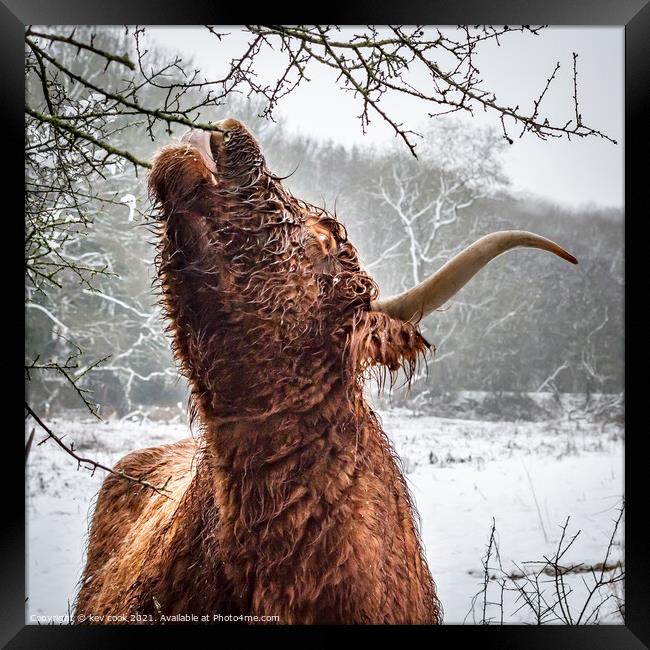 Highland cow Framed Print by kevin cook