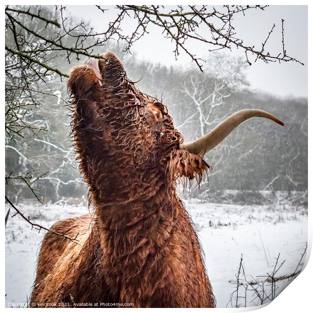 Highland cow Print by kevin cook