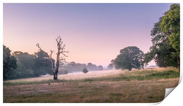 Mist in the meadow. Print by Bill Allsopp