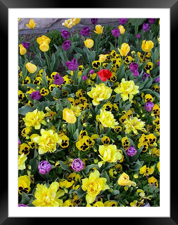 Springtime Bouquet Framed Mounted Print by Diane Hovey