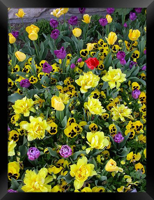 Springtime Bouquet Framed Print by Diane Hovey