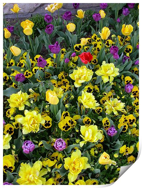 Springtime Bouquet Print by Diane Hovey
