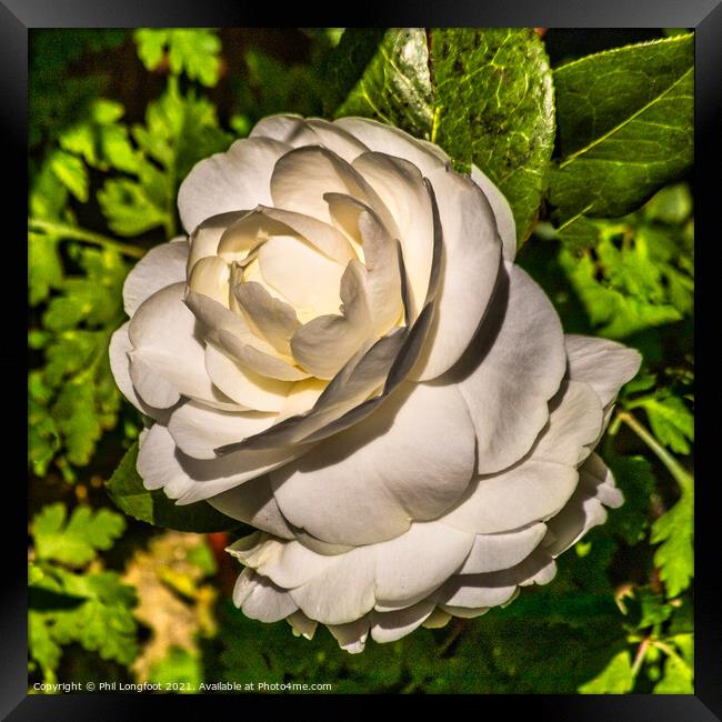 White Rose in my garden Framed Print by Phil Longfoot