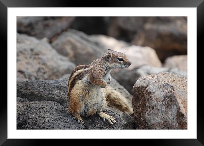 Chipmunk Mountain Framed Mounted Print by Chris Waite