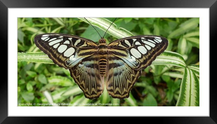 Butterfly  Framed Mounted Print by Georgiana Raluca Pahontu