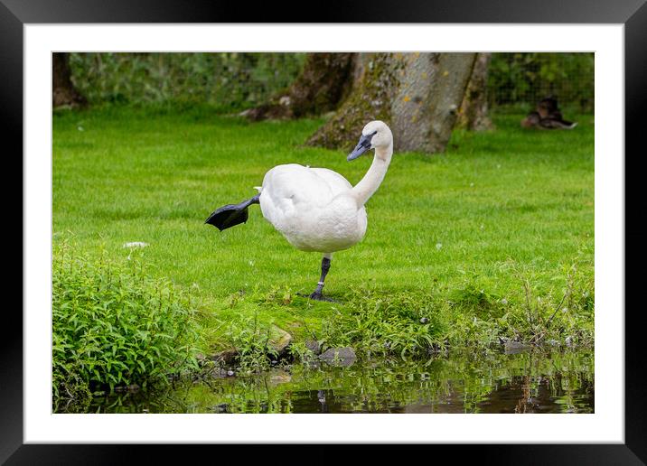 Trumpeter Swan Framed Mounted Print by Roger Green