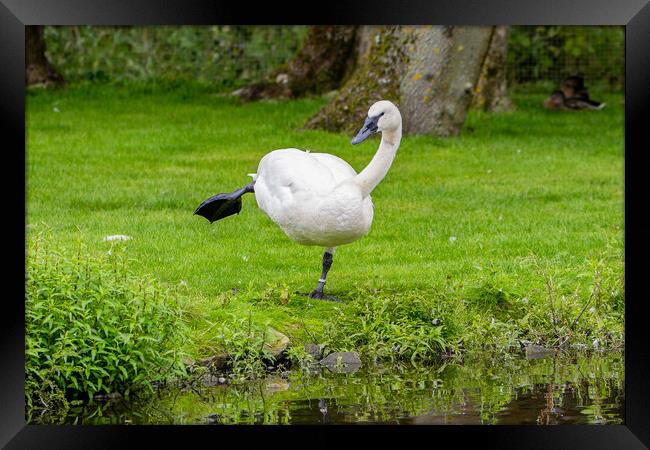Trumpeter Swan Framed Print by Roger Green