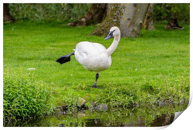 Trumpeter Swan Print by Roger Green