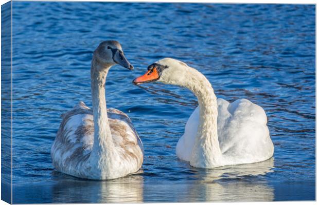 Mute Swan Family Canvas Print by Roger Green