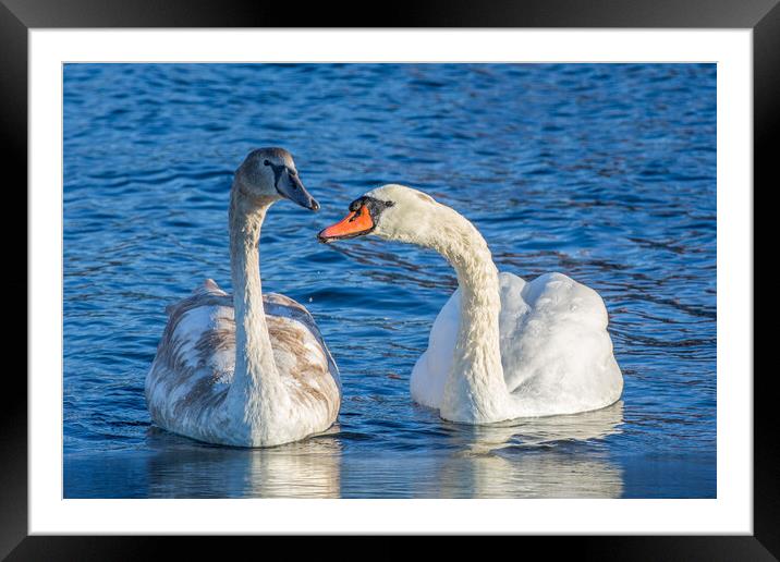 Mute Swan Family Framed Mounted Print by Roger Green