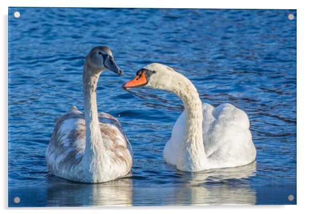 Mute Swan Family Acrylic by Roger Green