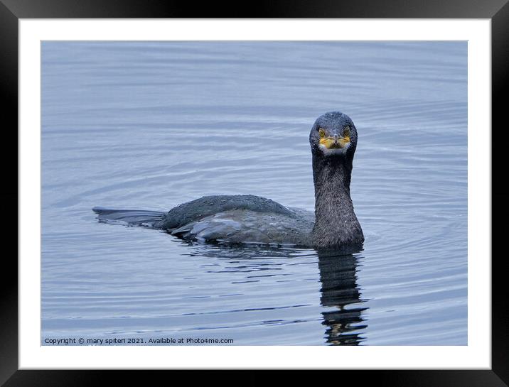 Staring Cormorant Framed Mounted Print by mary spiteri