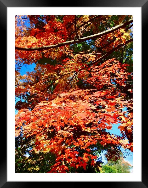 Orange Maple Leaves Framed Mounted Print by Stephanie Moore