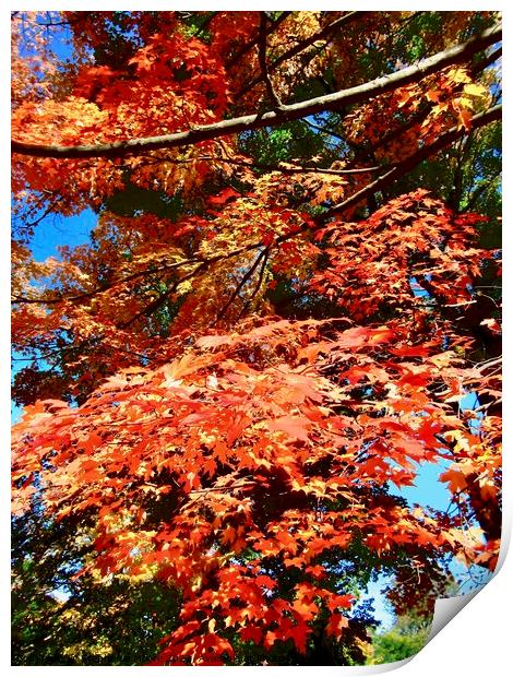 Orange Maple Leaves Print by Stephanie Moore