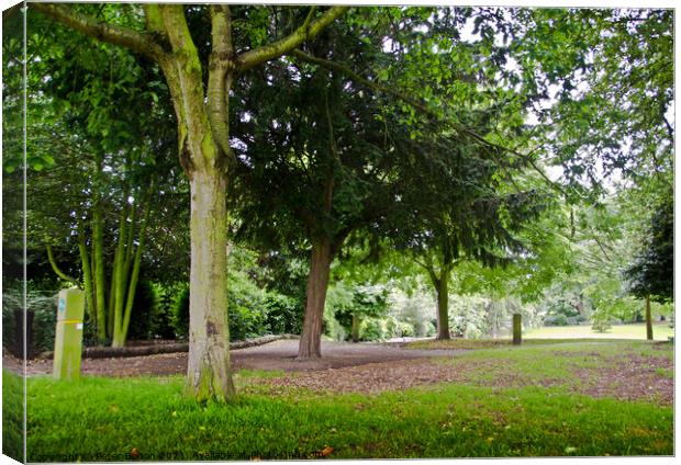 Woodland at Priory Park, Southend on Sea, Essex, UK Canvas Print by Peter Bolton