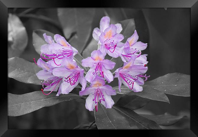 Rhododendron Framed Print by Dan Thorogood