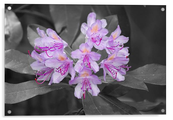 Rhododendron Acrylic by Dan Thorogood