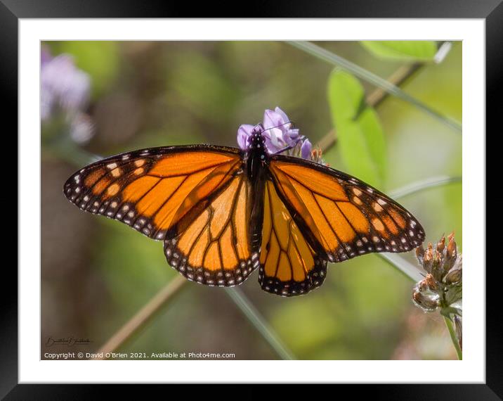 African Monarch Butterfly Framed Mounted Print by David O'Brien
