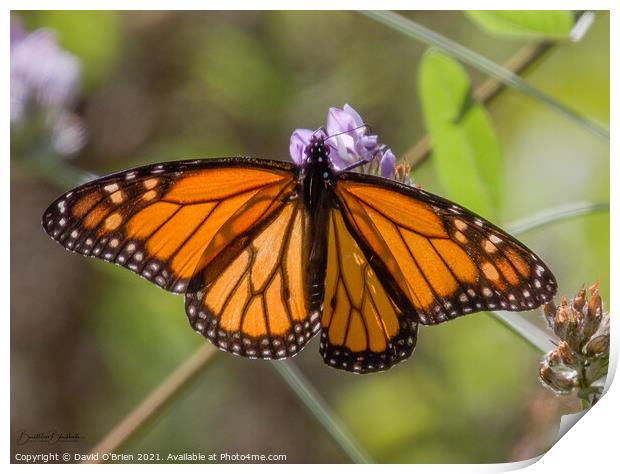 African Monarch Butterfly Print by David O'Brien