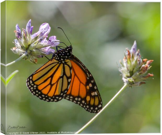 African Monarch Butterfly Canvas Print by David O'Brien