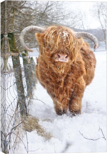  Highland, Scottish (Coo) Cow in Loch Lomond Scotl Canvas Print by JC studios LRPS ARPS