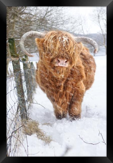  Highland, Scottish (Coo) Cow in Loch Lomond Scotl Framed Print by JC studios LRPS ARPS
