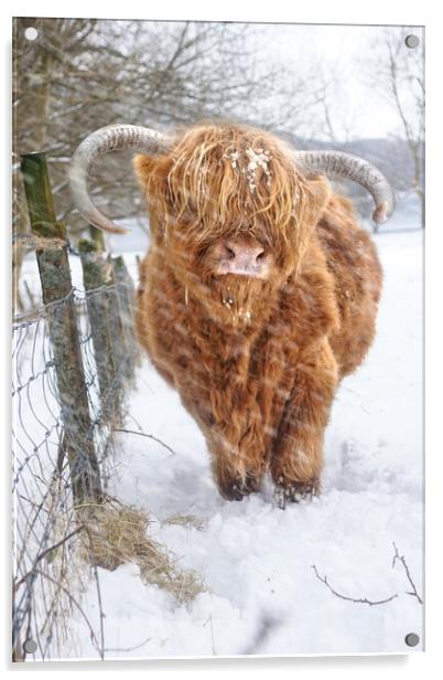  Highland, Scottish (Coo) Cow in Loch Lomond Scotl Acrylic by JC studios LRPS ARPS