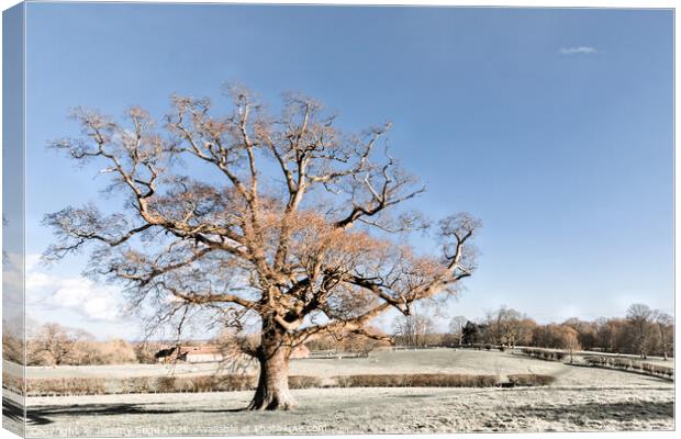 Majestic Oak in the Heart of Winter Canvas Print by Jeremy Sage