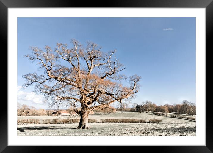 Majestic Oak in the Heart of Winter Framed Mounted Print by Jeremy Sage