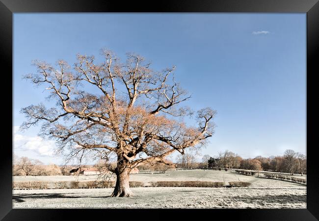 Majestic Oak in the Heart of Winter Framed Print by Jeremy Sage