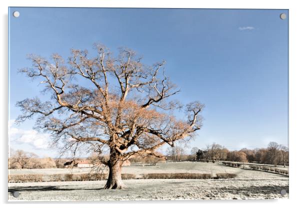 Majestic Oak in the Heart of Winter Acrylic by Jeremy Sage