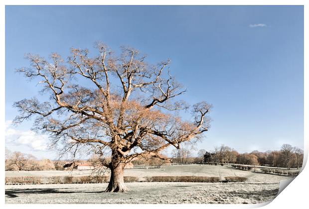 Majestic Oak in the Heart of Winter Print by Jeremy Sage