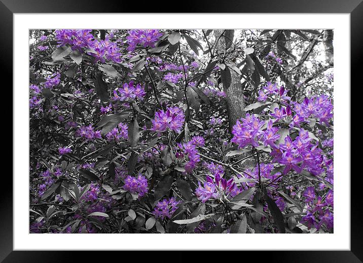 Rhododendrons Framed Mounted Print by Dan Thorogood