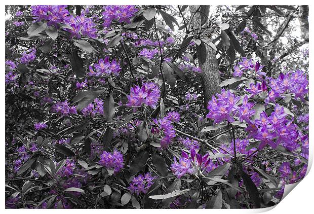 Rhododendrons Print by Dan Thorogood