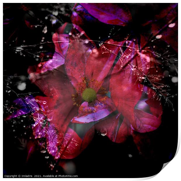 Cosmic Colored Anemone Flower Composite Print by Imladris 