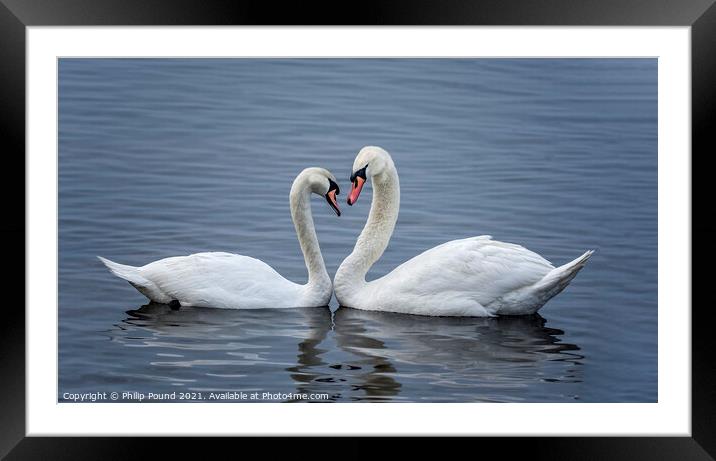 Valentine Swans Framed Mounted Print by Philip Pound