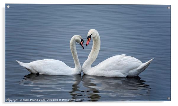Valentine Swans Acrylic by Philip Pound