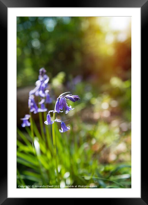 Bluebells In Springtime Woodland Framed Mounted Print by Amanda Elwell